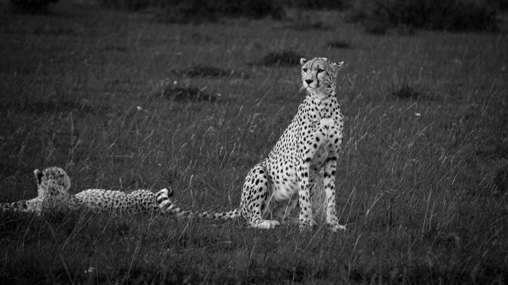 Der aufmerksame Gepard - Kenia (02.2014)
