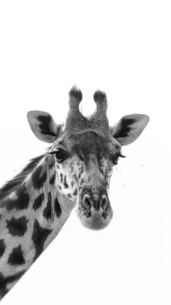 Das Portrait einer Giraffe - Kenia (02.2014)