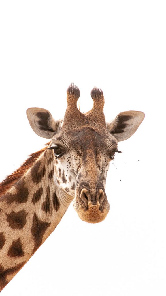 Das Portrait einer Giraffe - Kenia (02.2014)