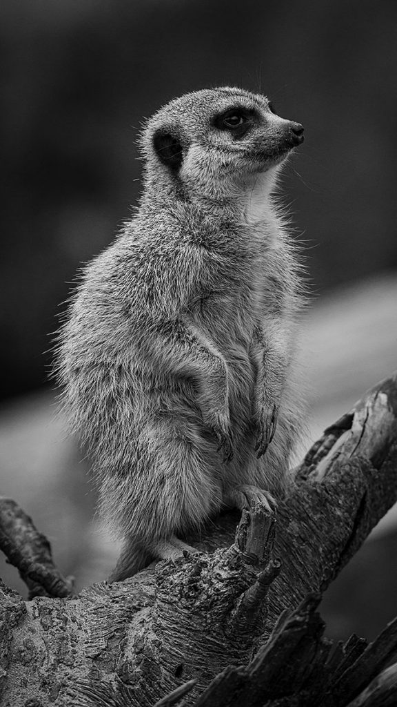 Das neugierige Erdmännchen -  Zoo Dresden (02.2024)