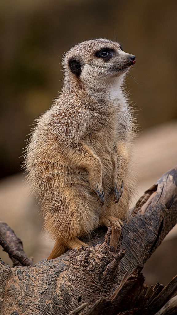 Das neugierige Erdmännchen -  Zoo Dresden (02.2024)