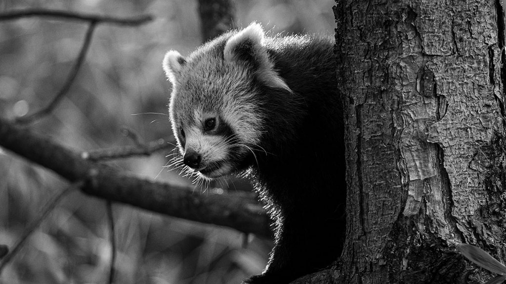 Der aktive braune Panda - Zoo Leipzig (25.10.2025)