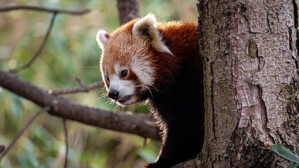 Der aktive braune Panda - Zoo Leipzig (25.10.2025)
