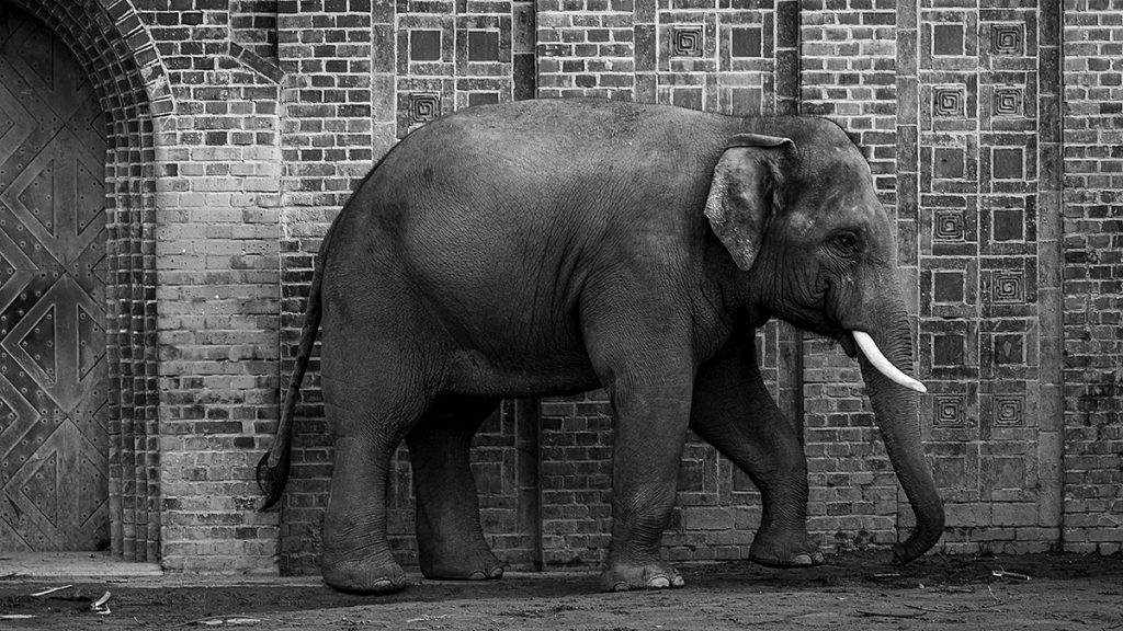 Der Elefantenbulle - Zoo Leipzig (25.10.2025)