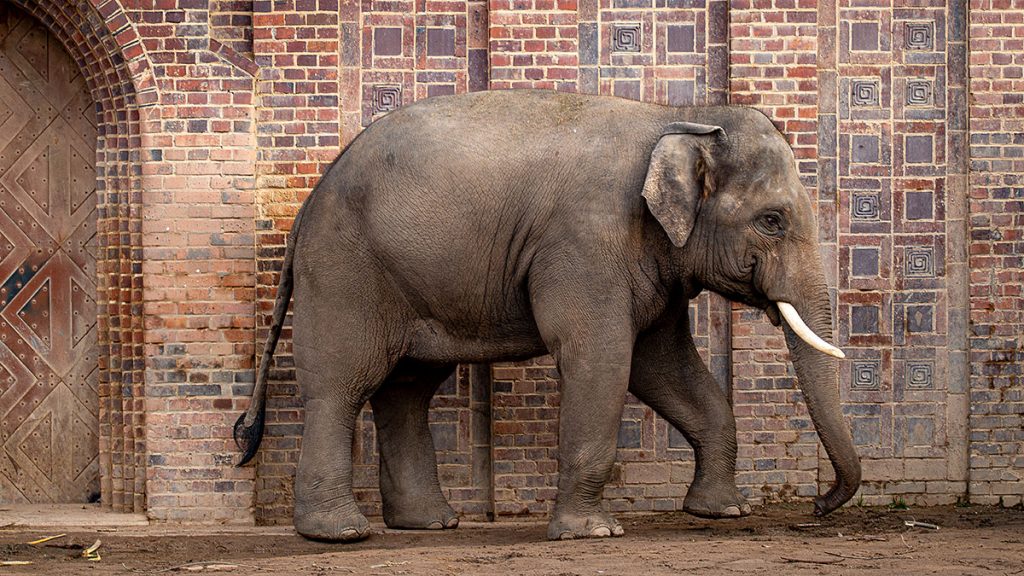 Der Elefantenbulle - Zoo Leipzig (25.10.2025)