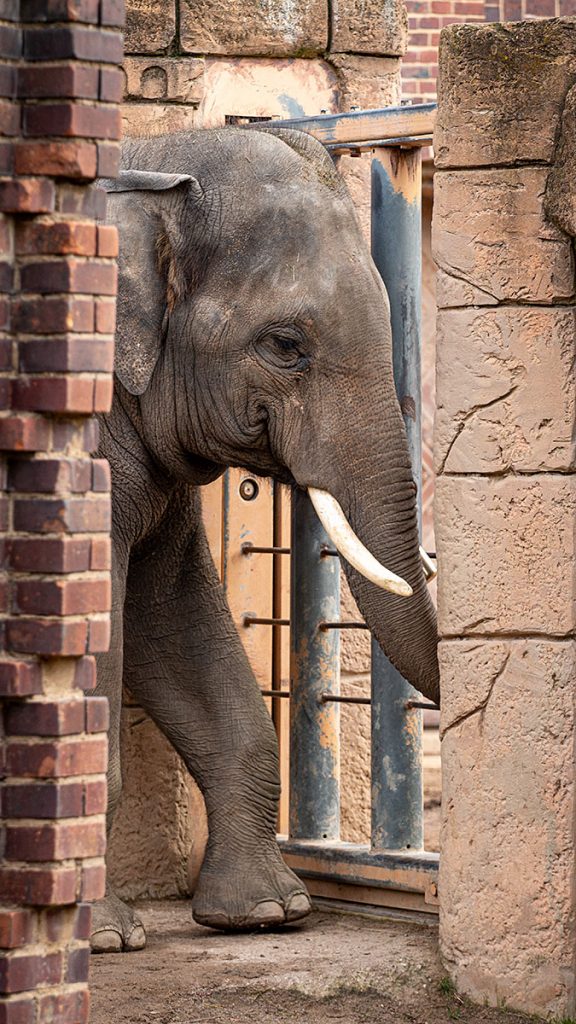 Der Elefantenbulle - Zoo Leipzig (25.10.2025)