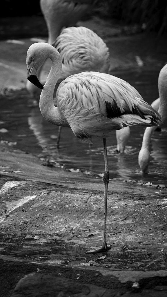 Der Flamingo - Zoo Leipzig (25.10.2025)