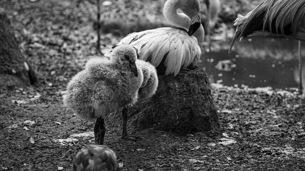 Der Flamingo - Zoo Leipzig (25.10.2025)