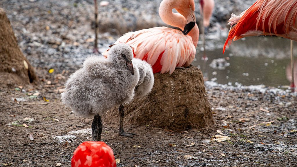 Der Flamingo - Zoo Leipzig (25.10.2025)