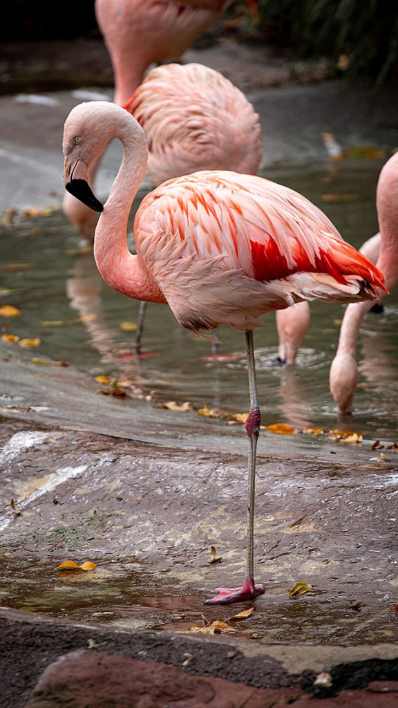 Der Flamingo - Zoo Leipzig (25.10.2025)