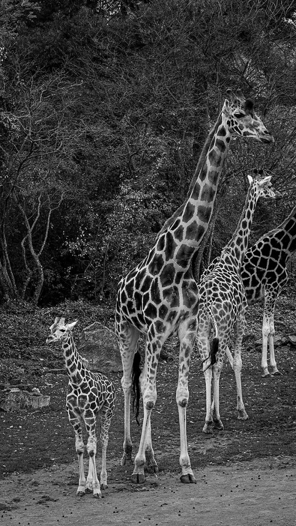 Die Giraffen - Zoo Leipzig (25.10.2025)