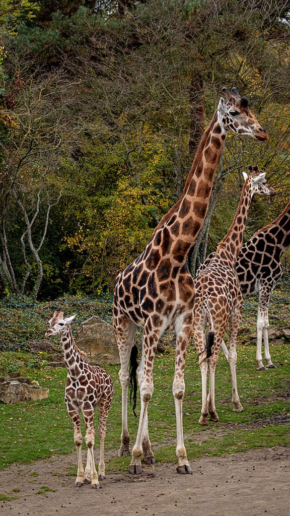 Die Giraffen - Zoo Leipzig (25.10.2025)