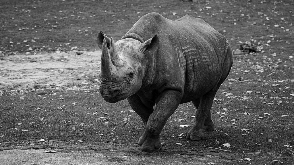 Das Nashorn - Zoo Leipzig (25.10.2025)