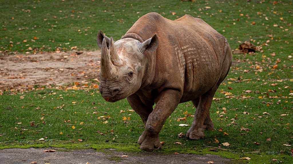 Das Nashorn - Zoo Leipzig (25.10.2025)