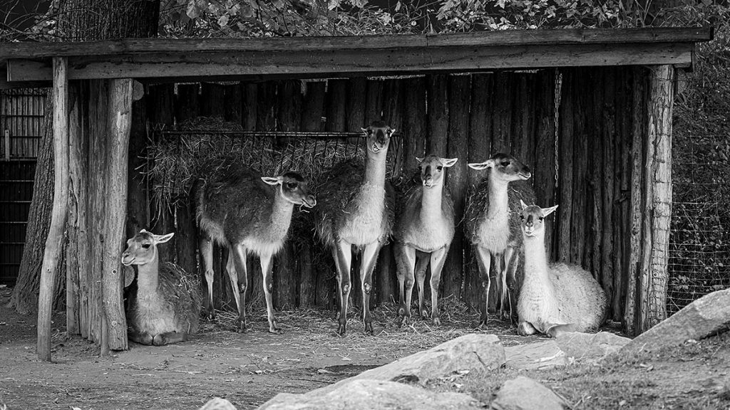Was guckst du?!? - Zoo Leipzig (25.10.2025)