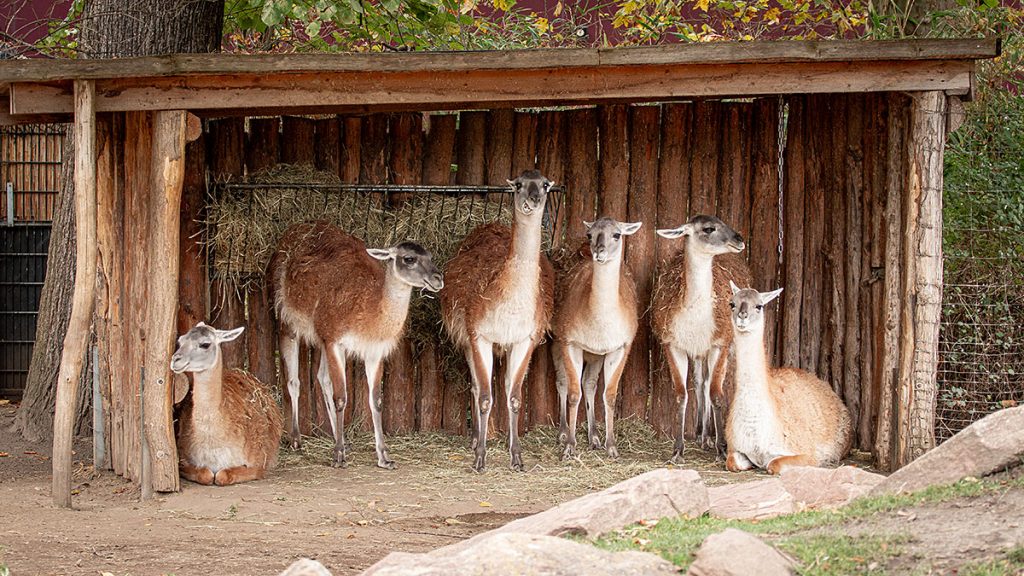 Was guckst du?!? - Zoo Leipzig (25.10.2025)