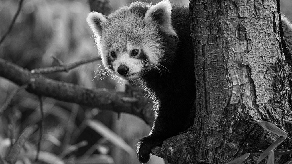 Der aktive braune Panda - Zoo Leipzig (25.10.2025)
