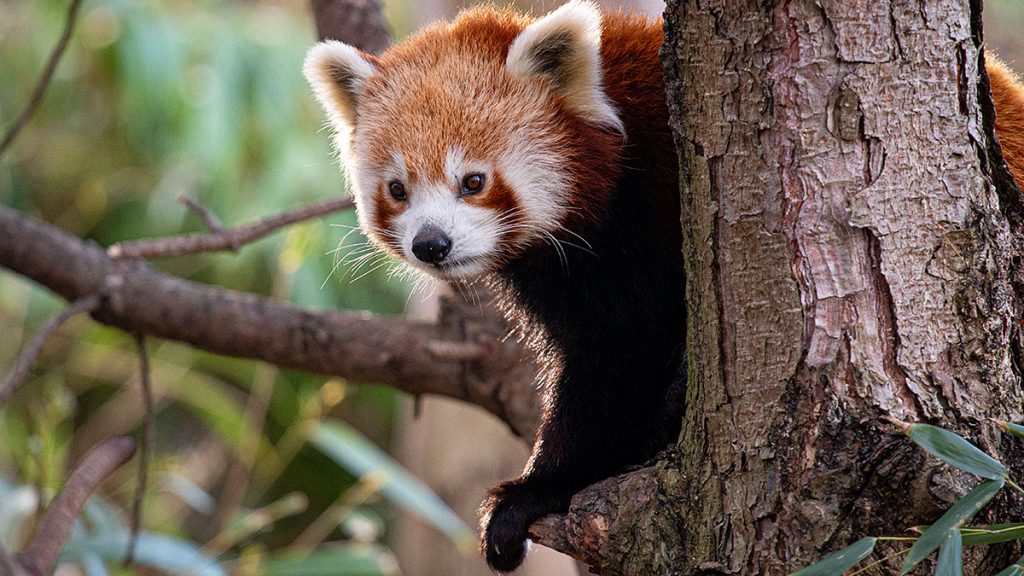 Der aktive braune Panda - Zoo Leipzig (25.10.2025)