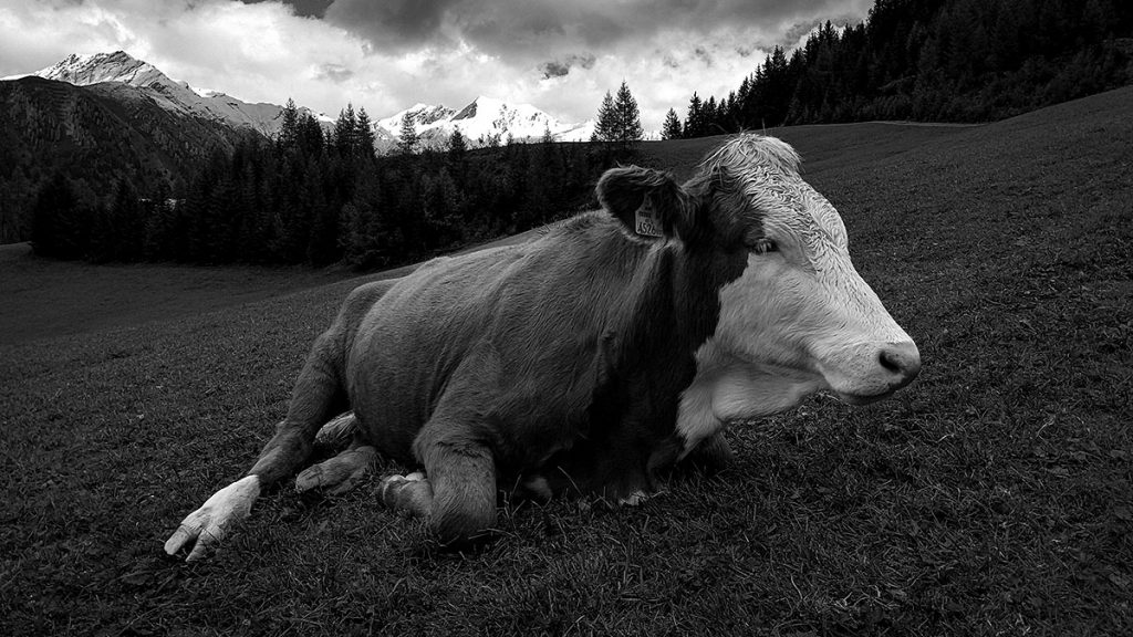 Die Kuh - Großarl (09.2025)