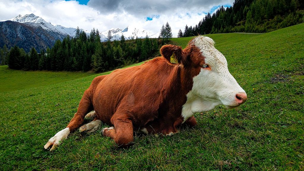 Die Kuh - Großarl (09.2025)