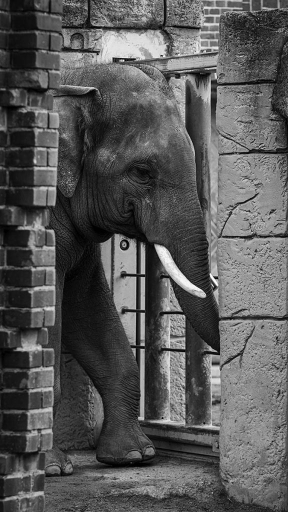 Der Elefantenbulle - Zoo Leipzig (25.10.2025)