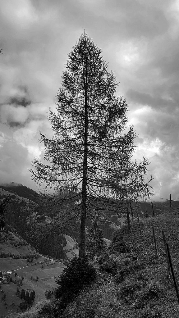 Der Weg zur Alm - Großarl (09.2025)