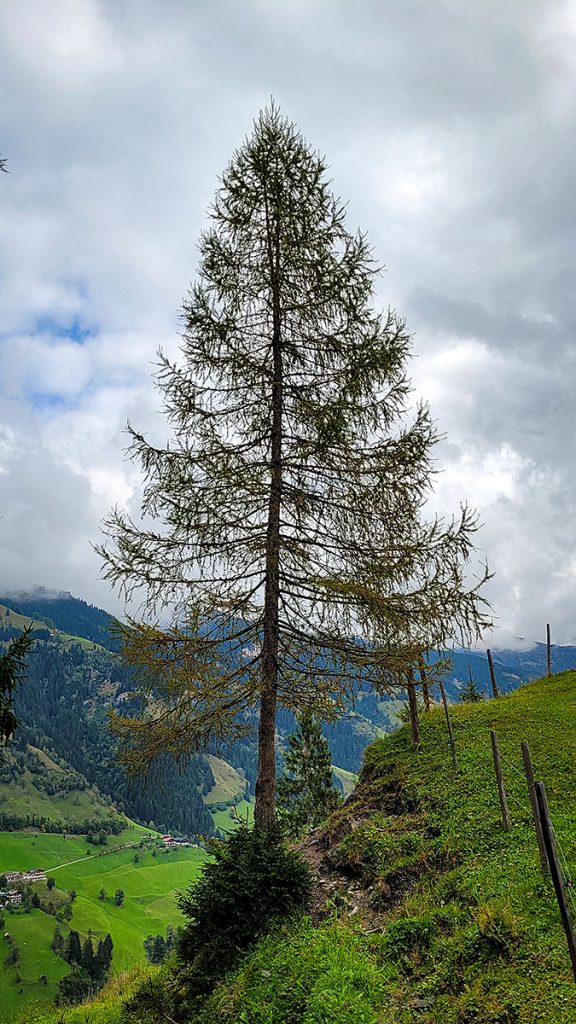Der Weg zur Alm - Großarl (09.2025)