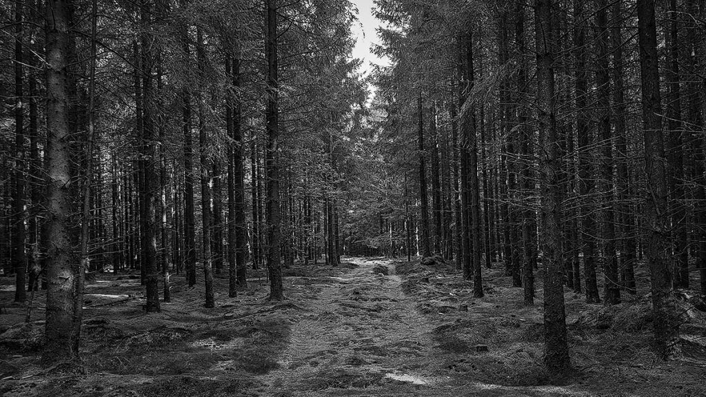 Der Weg zum Troll?!? - Trend Strand (08.2025)