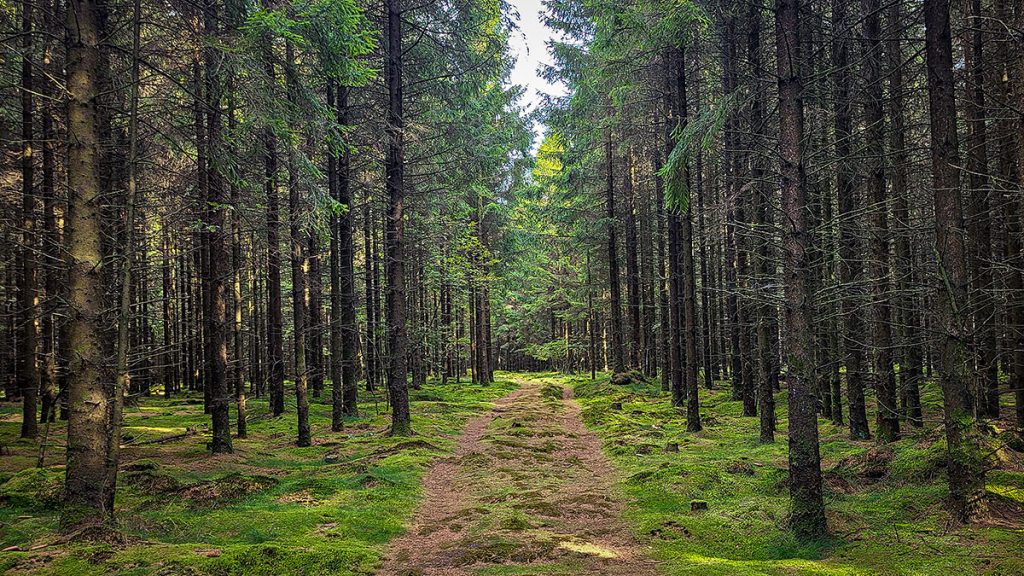 Der Weg zum Troll?!? - Trend Strand (08.2025)