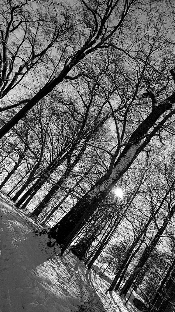 Die Sonne hinter den Bäumen - Festung Königstein (20.02.2026)