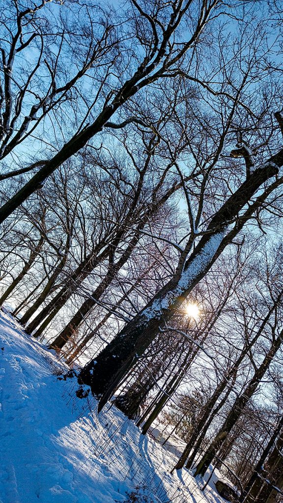 Die Sonne hinter den Bäumen - Festung Königstein (20.02.2026)