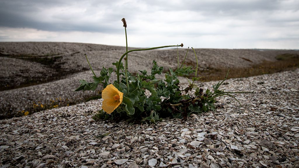 Die Blume auf den Muscheln - Trend Strand (08.2025)