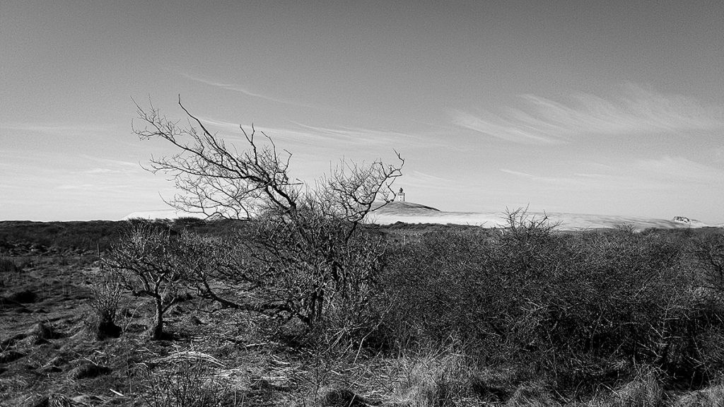 Der Weg zum Rubjerg Leuchtturm - Løkken (03.2026)