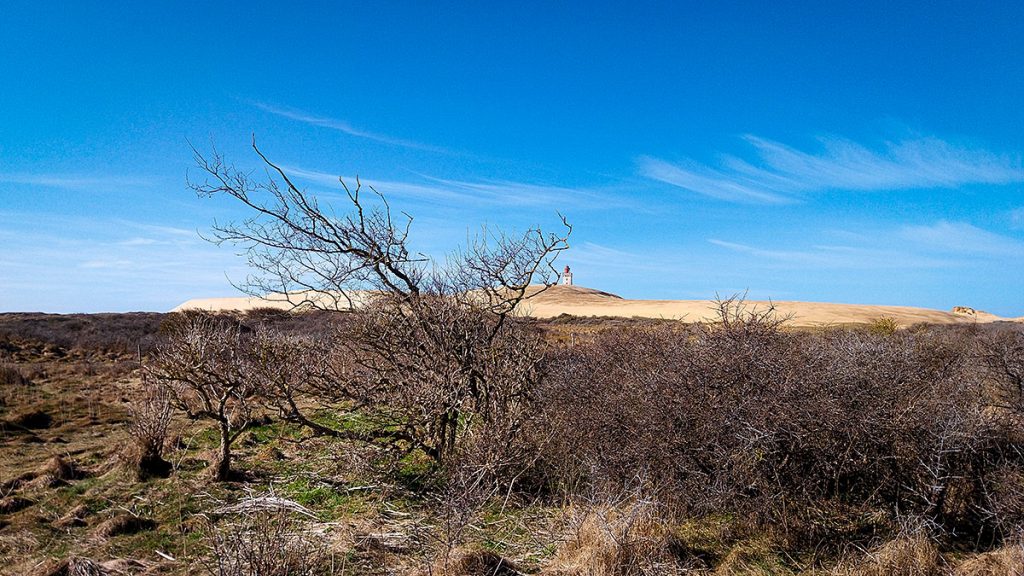 Der Weg zum Rubjerg Leuchtturm - Løkken (03.2026)