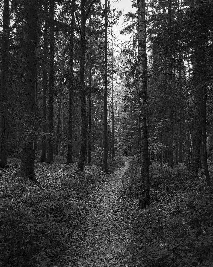 Der Weg durch den Wald - Bastei (04.05.2026)