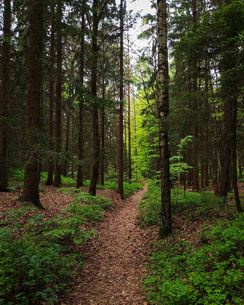 Der Weg durch den Wald - Bastei (04.05.2026)