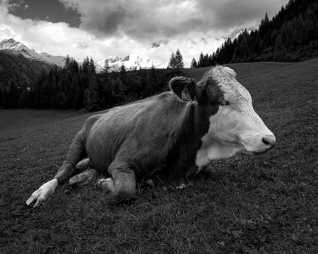 Die Kuh - Großarl (09.2025)