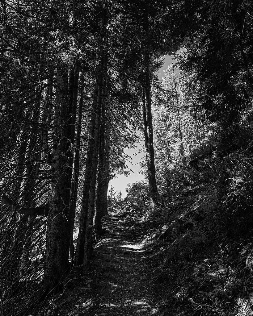 Der Weg durch den Wald - Großarl (09.2026)