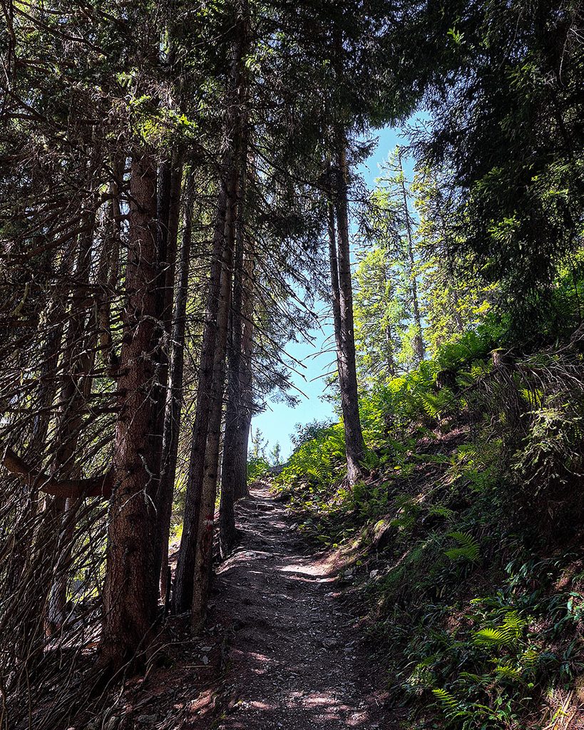 Der Weg durch den Wald - Großarl (09.2026)